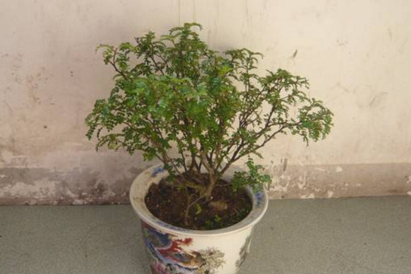 胡椒木如何養護,適宜的溫度以及充足的光照