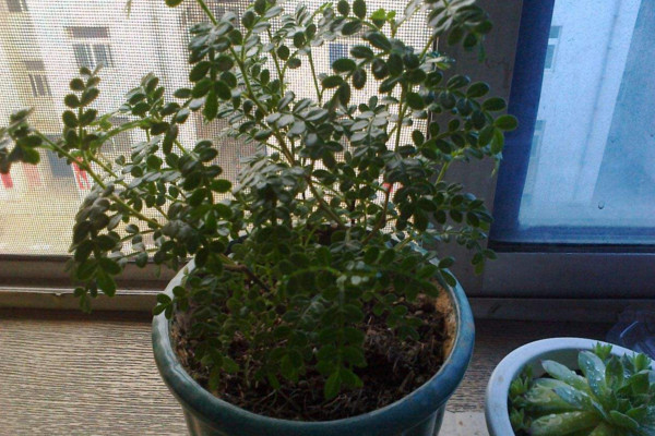 胡椒木如何養護,適宜的溫度以及充足的光照