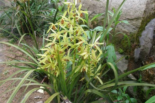 蘭草花怎麼養殖,通過以下5步來進行