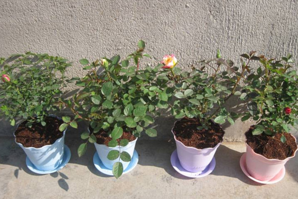 玫瑰花種植技術,建議在春秋季進行種植