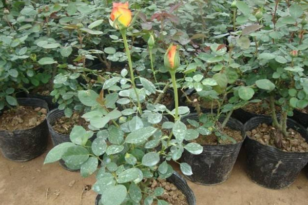玫瑰花種植技術,建議在春秋季進行種植