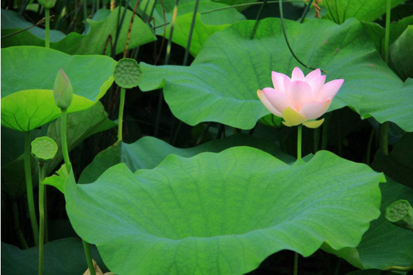 水生植物怎麼養，保證光照、水分充足