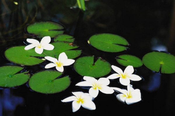 水生植物怎麼養，保證光照、水分充足