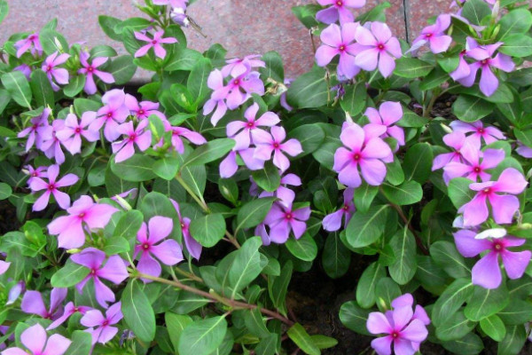 長春花葉子蔫了怎麼辦,調節水分/施肥殺菌除蟲