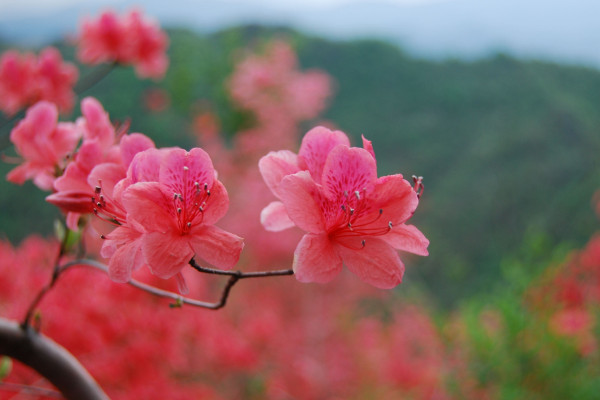 映山紅什麼時候移栽好，清明節前後最佳