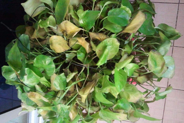 綠蘿黃了怎麼辦,遮光控水/通風施肥