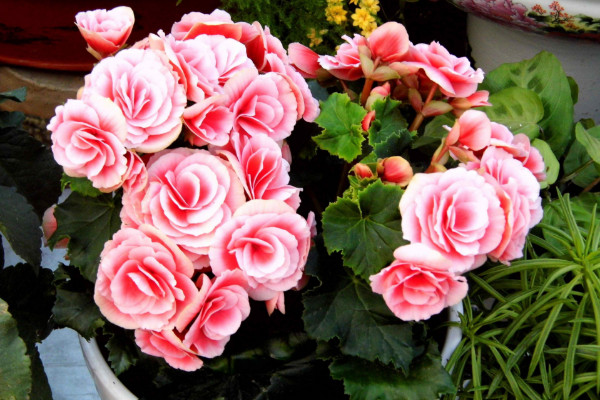 阿司匹林可以澆哪些花,蘭花、玫瑰花、月季花等