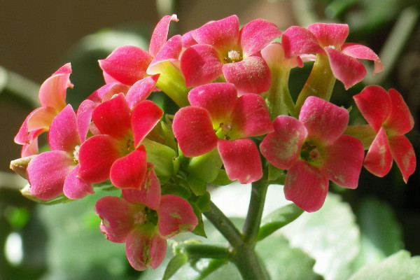 阿司匹林可以澆哪些花,蘭花、玫瑰花、月季花等