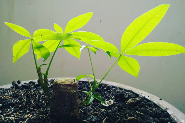 發財樹繁殖方式,播種/扡插/分株/嫁接繁殖等