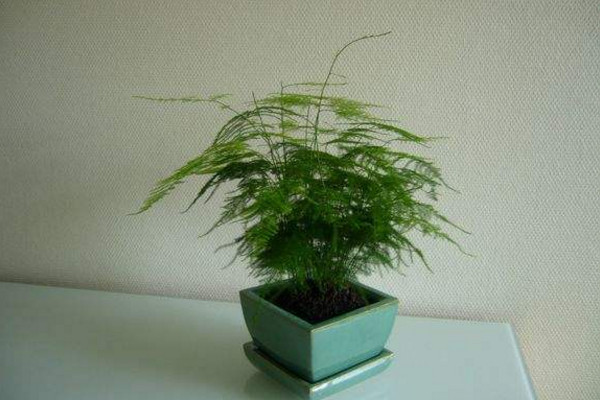 文竹施肥用什麼肥料,文竹四季施肥要點