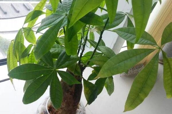 發財樹根腐爛最快的處理方法,修剪根部並更換盆土