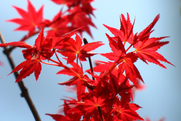 四季紅楓種子種植方法,種子種入土壤前先浸泡1~2日