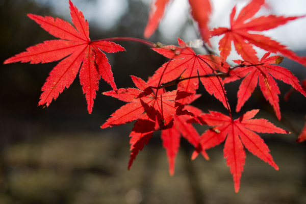 四季紅楓種子種植方法,種子種入土壤前先浸泡1~2日