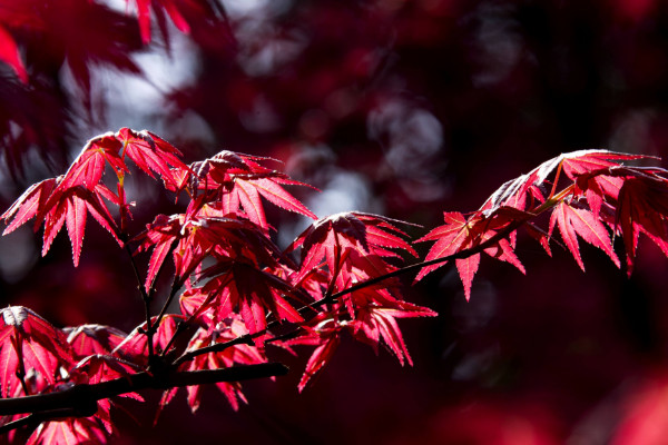 四季紅楓種子種植方法,種子種入土壤前先浸泡1~2日