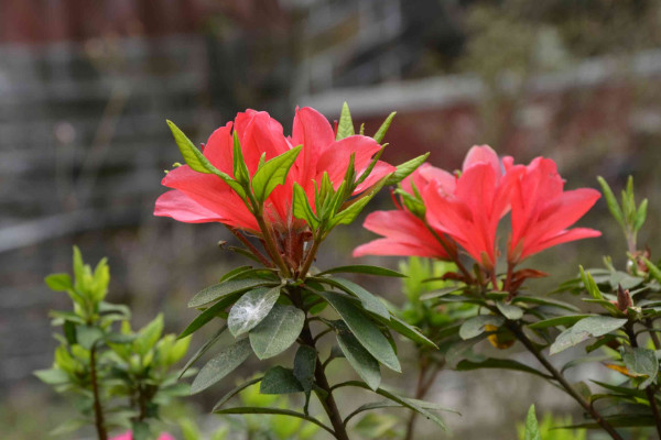 杜鵑花怎麼修剪,花期前後疏葉剪殘花