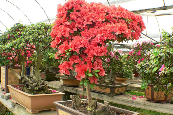 杜鵑花怎麼修剪,花期前後疏葉剪殘花