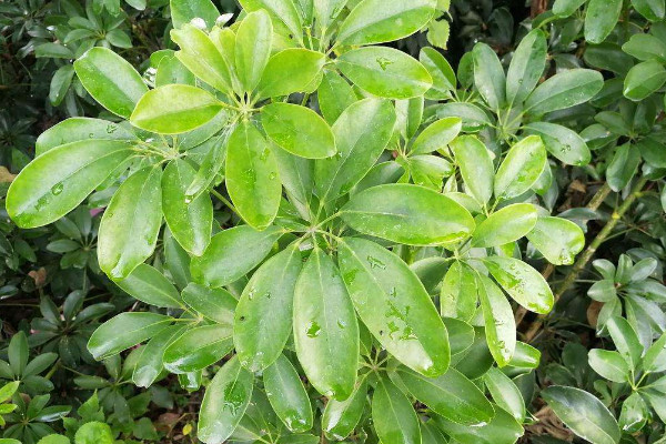鵝掌柴掉葉子怎麼辦,調節光照/控水追肥