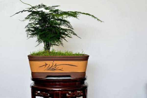 文竹黃了怎麼辦,適當遮陰並控製肥水