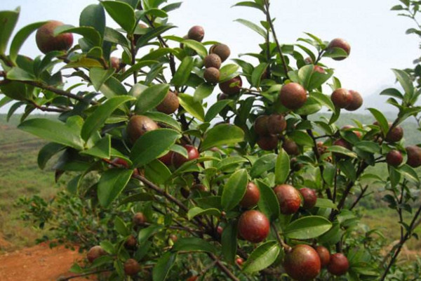 油茶樹的種植方法,可以通過以下5步進行