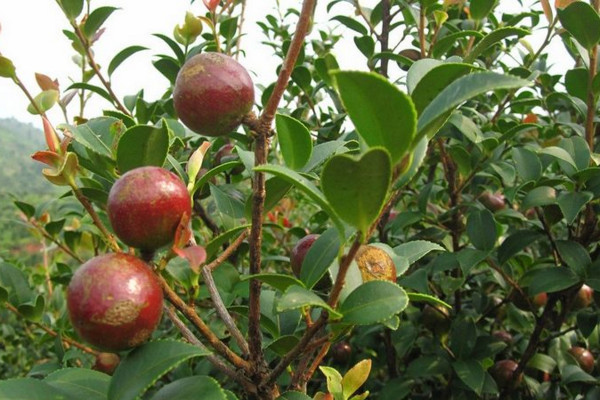 油茶樹的種植方法,可以通過以下5步進行