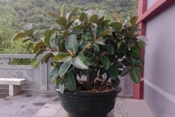 印度榕怎麼養,保證光照、水分充足