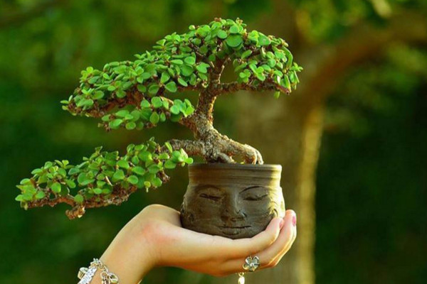 金枝玉葉盆景製作技巧,做好以下4點是關鍵