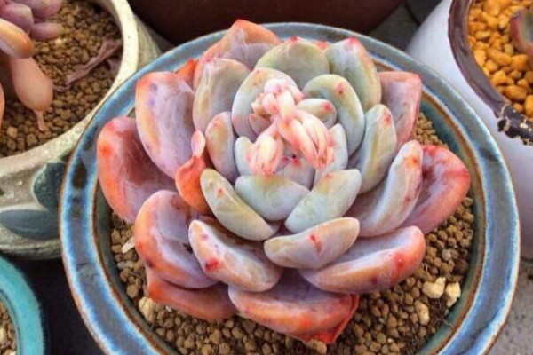多肉生白色蟲子怎麼辦,噴灑藥劑殺滅蚧殼蟲
