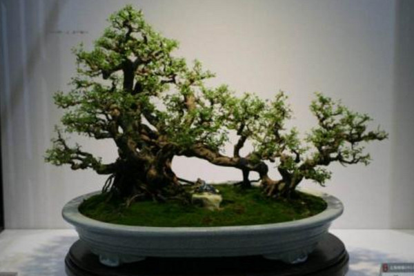 黑骨茶盆景怎麼養,光照充足並少量施肥