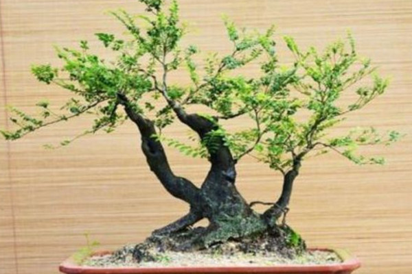 黑骨茶盆景怎麼養,光照充足並少量施肥