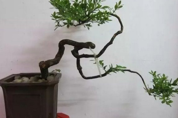 黑骨茶盆景怎麼養,光照充足並少量施肥