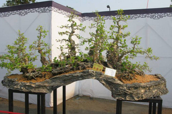 黑骨茶盆景怎麼養,光照充足並少量施肥