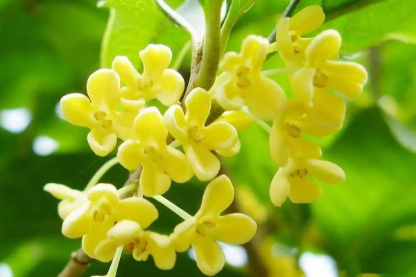 盆栽桂花怎麼過冬,控溫停肥/減少水分/適當光照