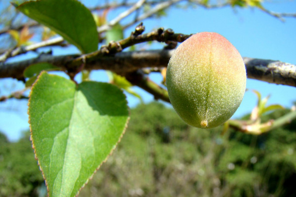 青梅種植方法,在11~23℃之間發育速度最快
