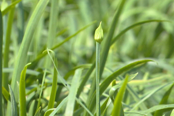 韭菜種植方法，養護期間記得鬆土除草