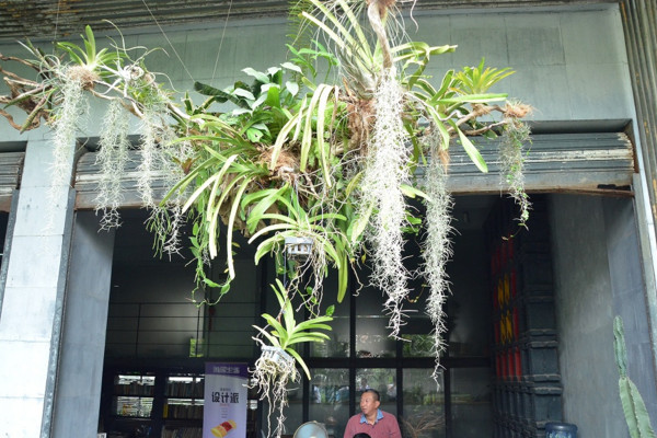 空氣草怎麼養,保證水分充足並做好保溫措施