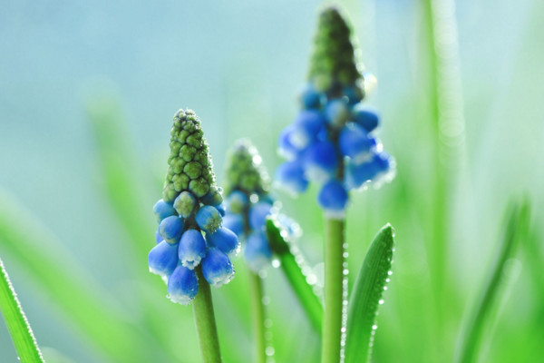 風信子花語是什麼