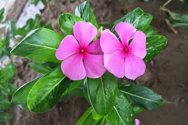 四季梅有毒嗎,花朵的毒性最大