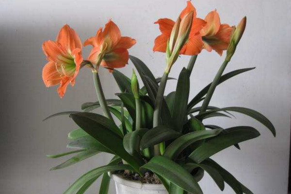 朱頂紅怎麼養,做好以下幾點植株花色更豔、花期更長