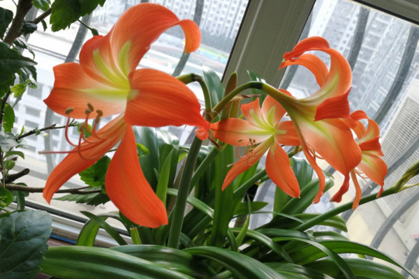 朱頂紅怎麼養,做好以下幾點植株花色更豔、花期更長