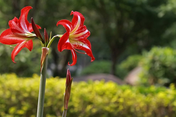 朱頂紅怎麼養,做好以下幾點植株花色更豔、花期更長