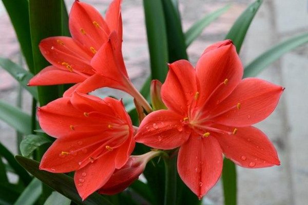 朱頂紅怎麼養,做好以下幾點植株花色更豔、花期更長