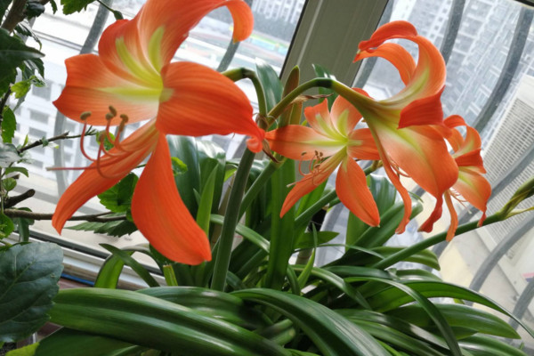 朱頂紅什麼時候剪葉子，在入冬時進行修剪