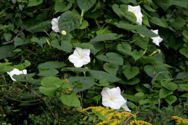 月光花怎麼養,保證光照充足並做好保暖措施