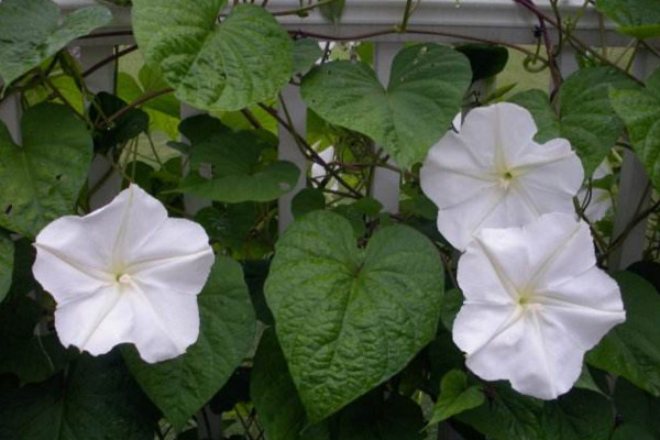 月光花怎麼養,保證光照充足並做好保暖措施