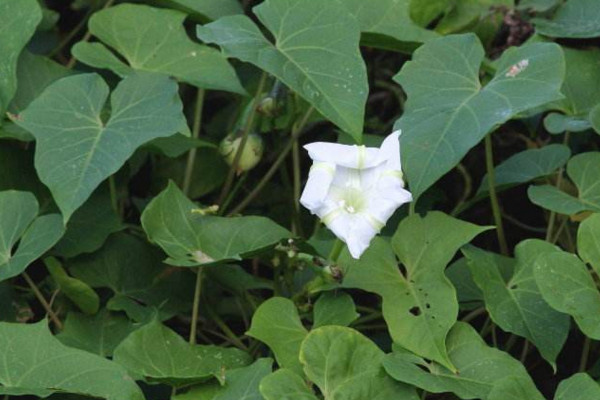 月光花怎麼養,保證光照充足並做好保暖措施