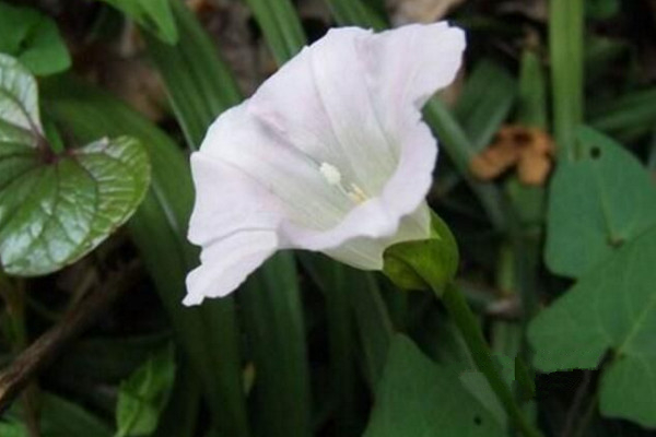 月光花怎麼養,保證光照充足並做好保暖措施