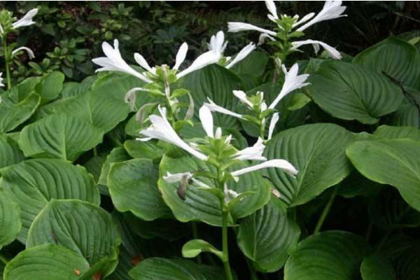 玉簪花怎麼養,4步教你養好玉簪花
