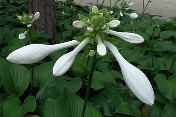 玉簪花怎麼養,4步教你養好玉簪花
