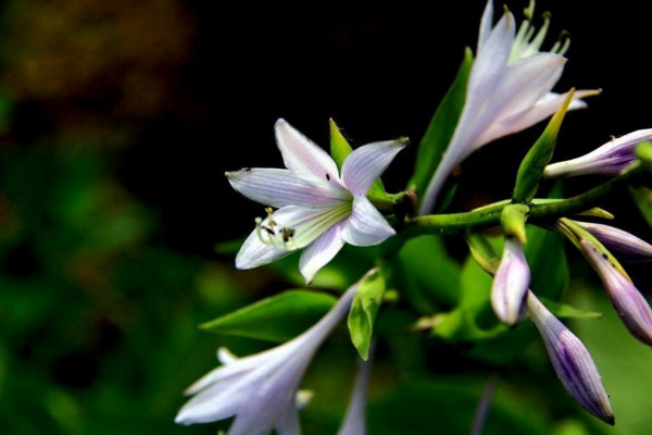 玉簪花怎麼養,4步教你養好玉簪花