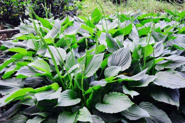玉簪花怎麼養,4步教你養好玉簪花